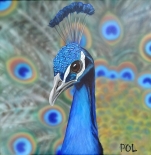 Pauw 1, 50x50cm, acryl/airbrush